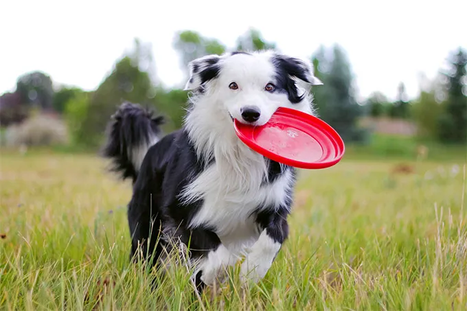 Border Collie Dog Breed Picture