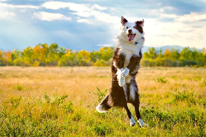 Border Collie Dog Breed Picture