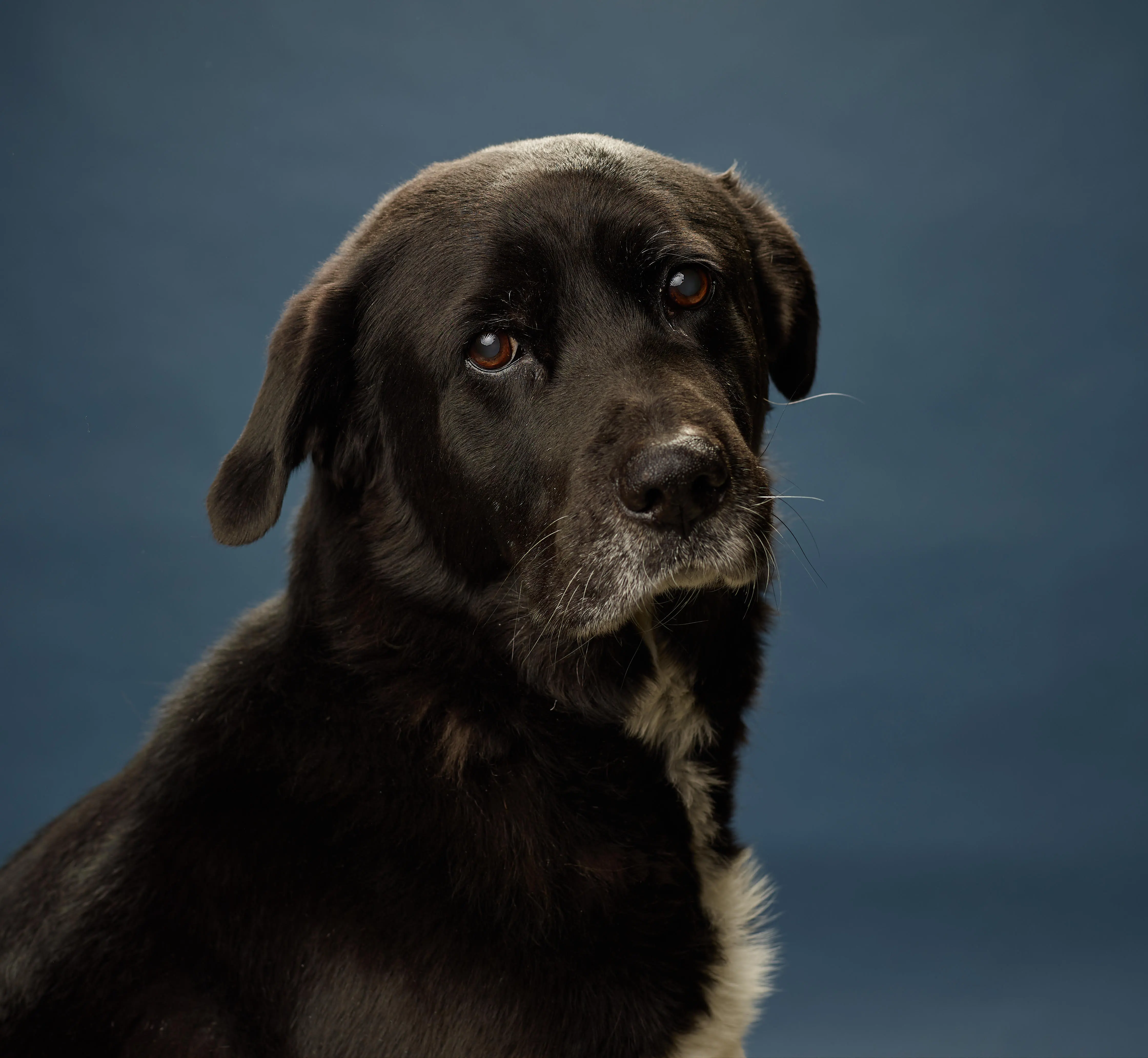 afador afghan hound labrador retriever mixed dog breed