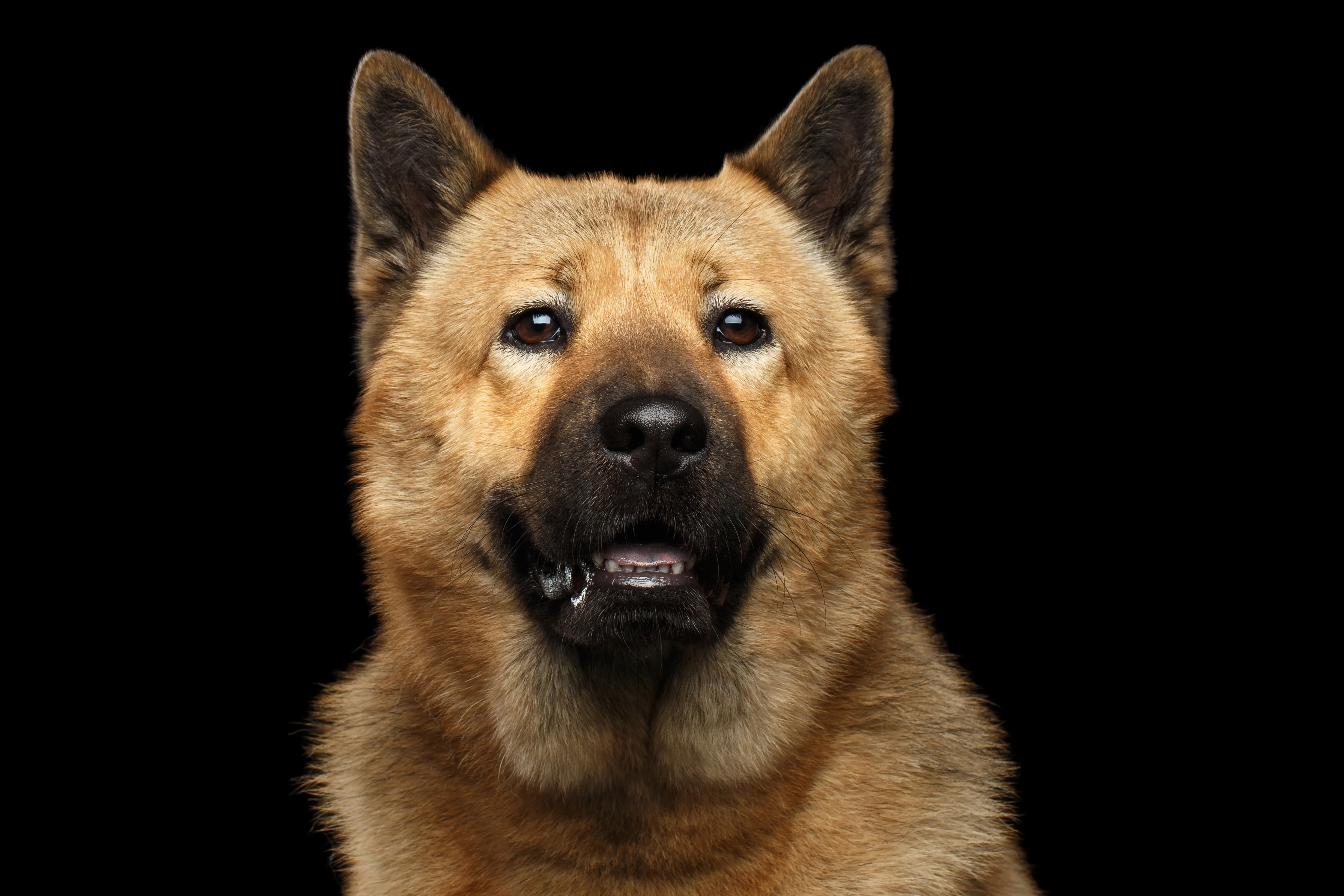 Portrait of Dog mix breed Akita Inu and Chow Chow Isolated on Black Background, blue tongue
