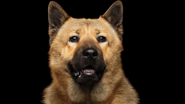 Portrait of Dog mix breed Akita Inu and Chow Chow Isolated on Black Background, blue tongue