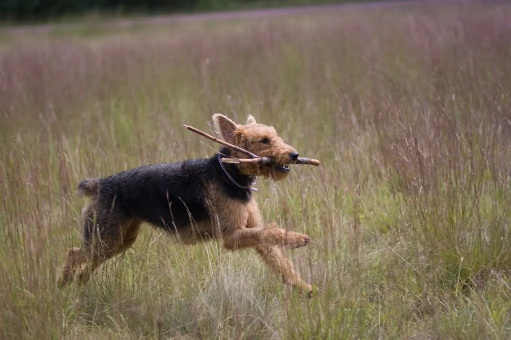 Airedale terrier running in field