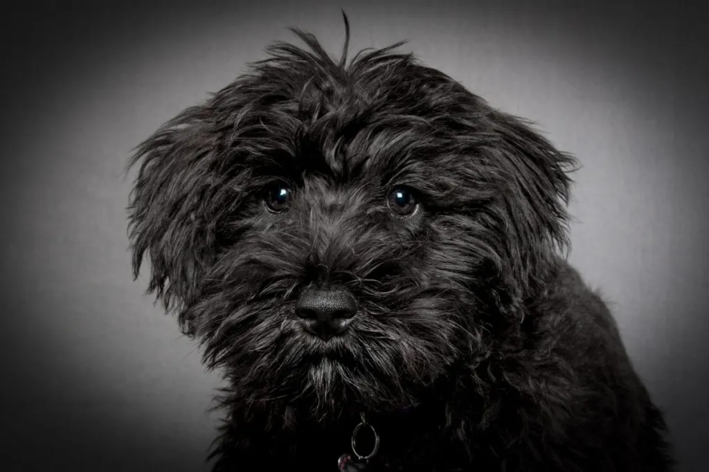 Headshot of a black Schnauzer/Poodle mix Schnoodle puppy looking at the camera sitting in front of a grey backdrop