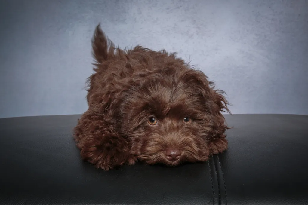 Portrait of a chocolate brown Schnauzer/Poodle mix puppy looking at the camera sitting in front of a gray backdrop