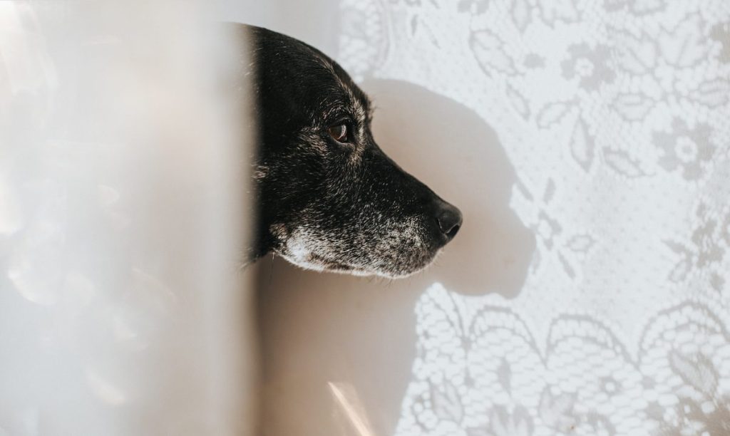 Dog with dementia behind net curtain, confused and staring at the wall.