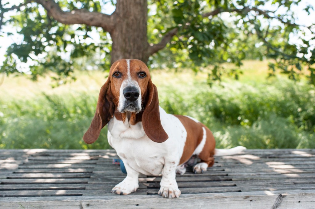 Basset Hound dog sits on a bench in a local park.