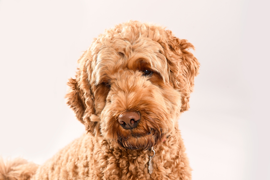 A studio portrait of a golden doodle  dog looking at the camera.