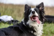 A black and white border collie dog sticking out his tongue.
