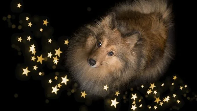 dog surrounded by stars dog names astrology
