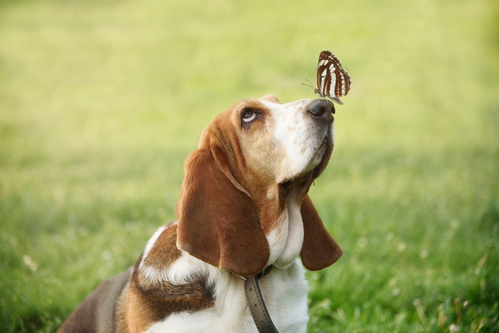 A sweet basset hound looks longingly at a butterfly perched on their nose.