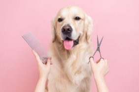 A Golden Retriever waits for a grooming.,