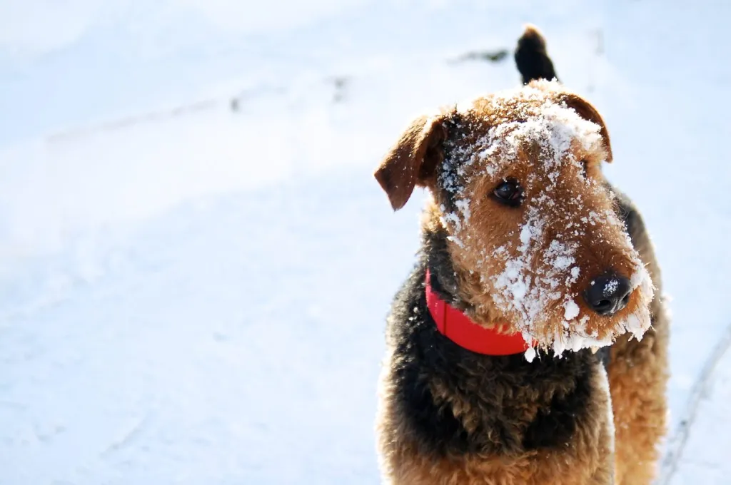 airedale terrier in the snow