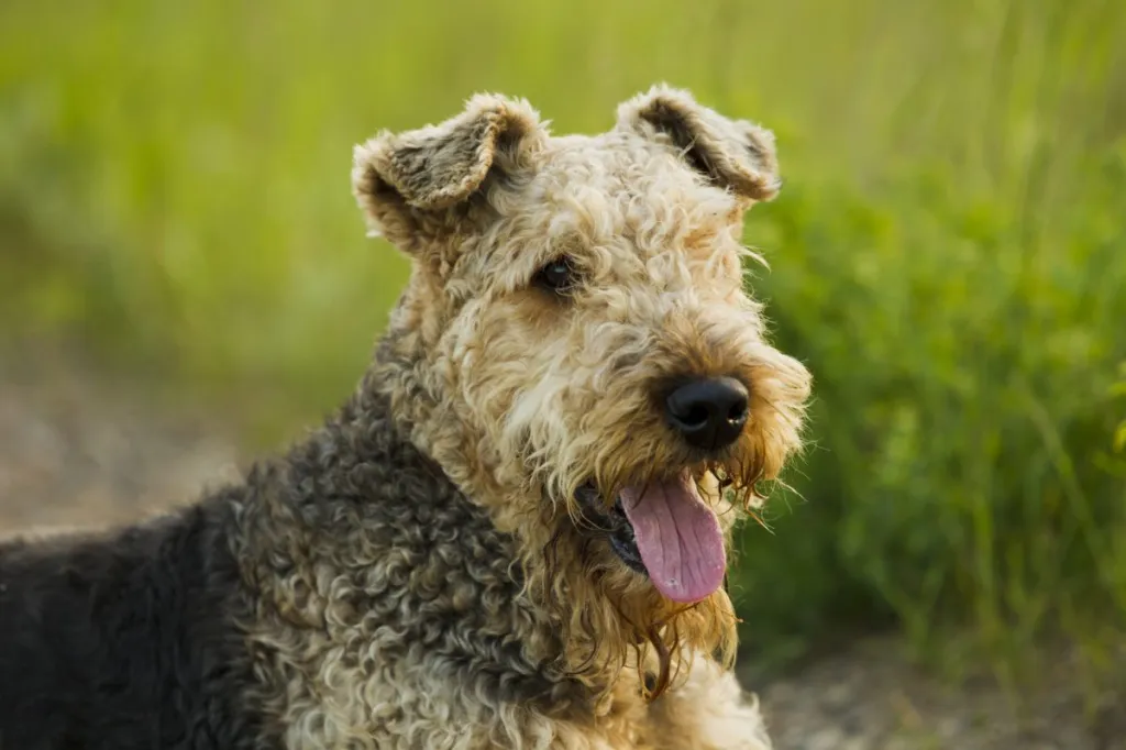 airedale terrier in summer