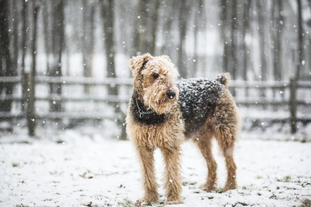 Airedale terrier dog under snowfall