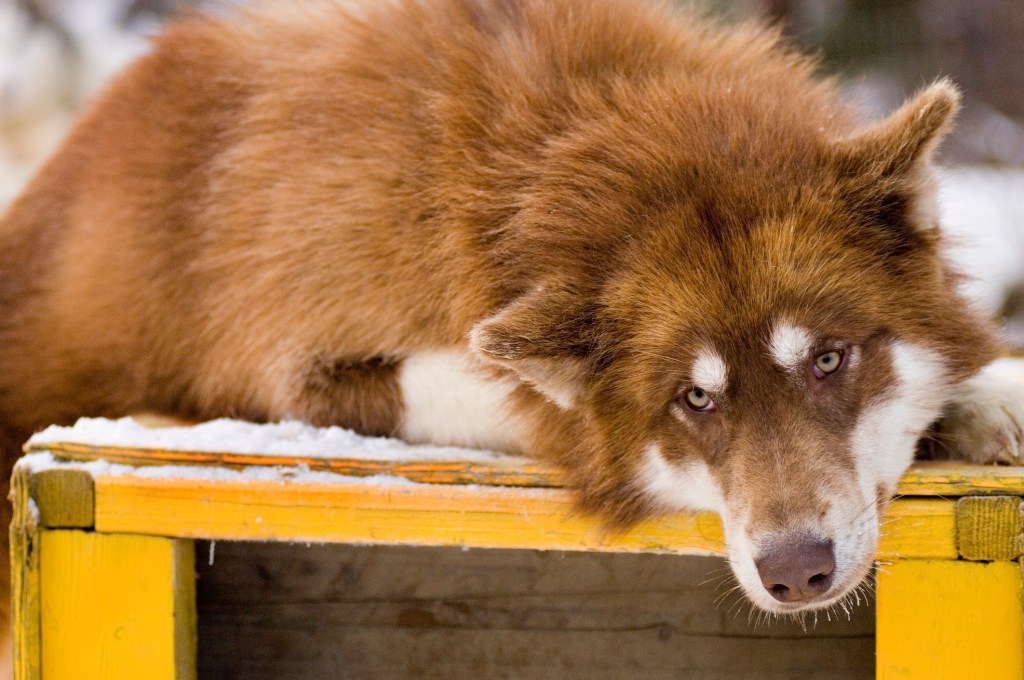 Canadian Eskimo Dog lounging