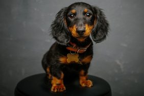 Studio photo of dachshund puppy.