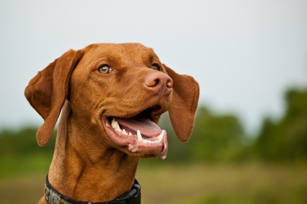 Close up of a Vizsla smiling in a field.
