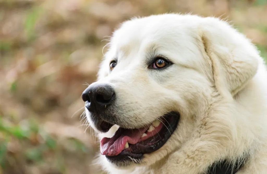 Close-up of Great Pyrenees