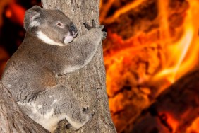 yelling crying koala in australia bush fire