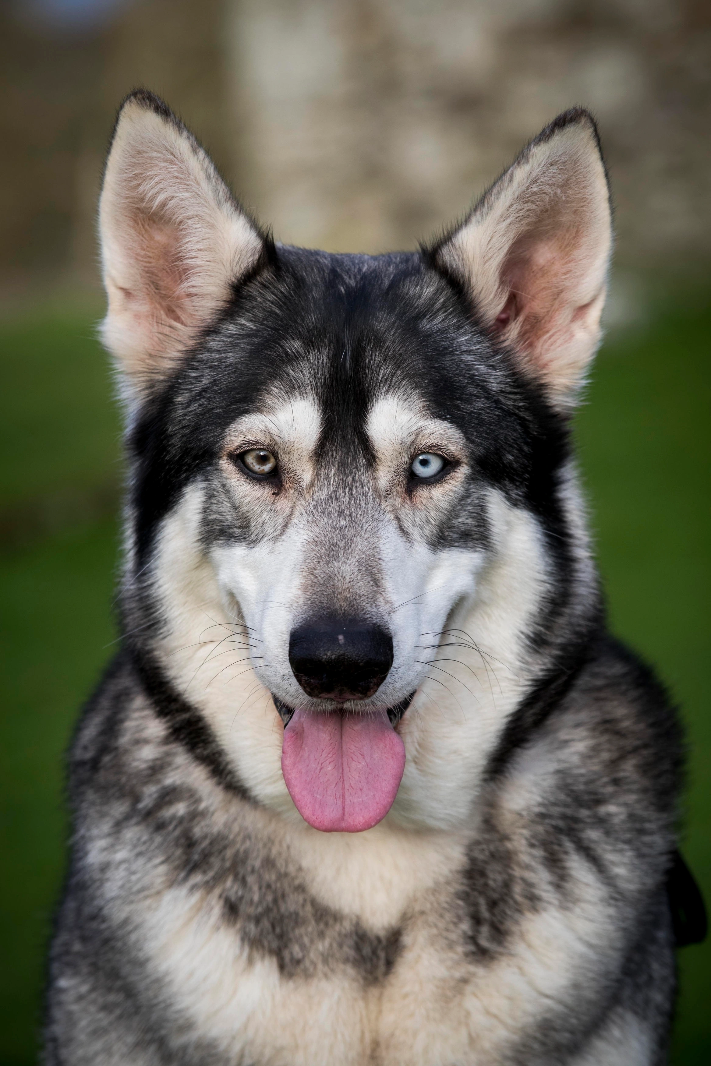 Northern Inuit Dog Hybrid Breed Pictures