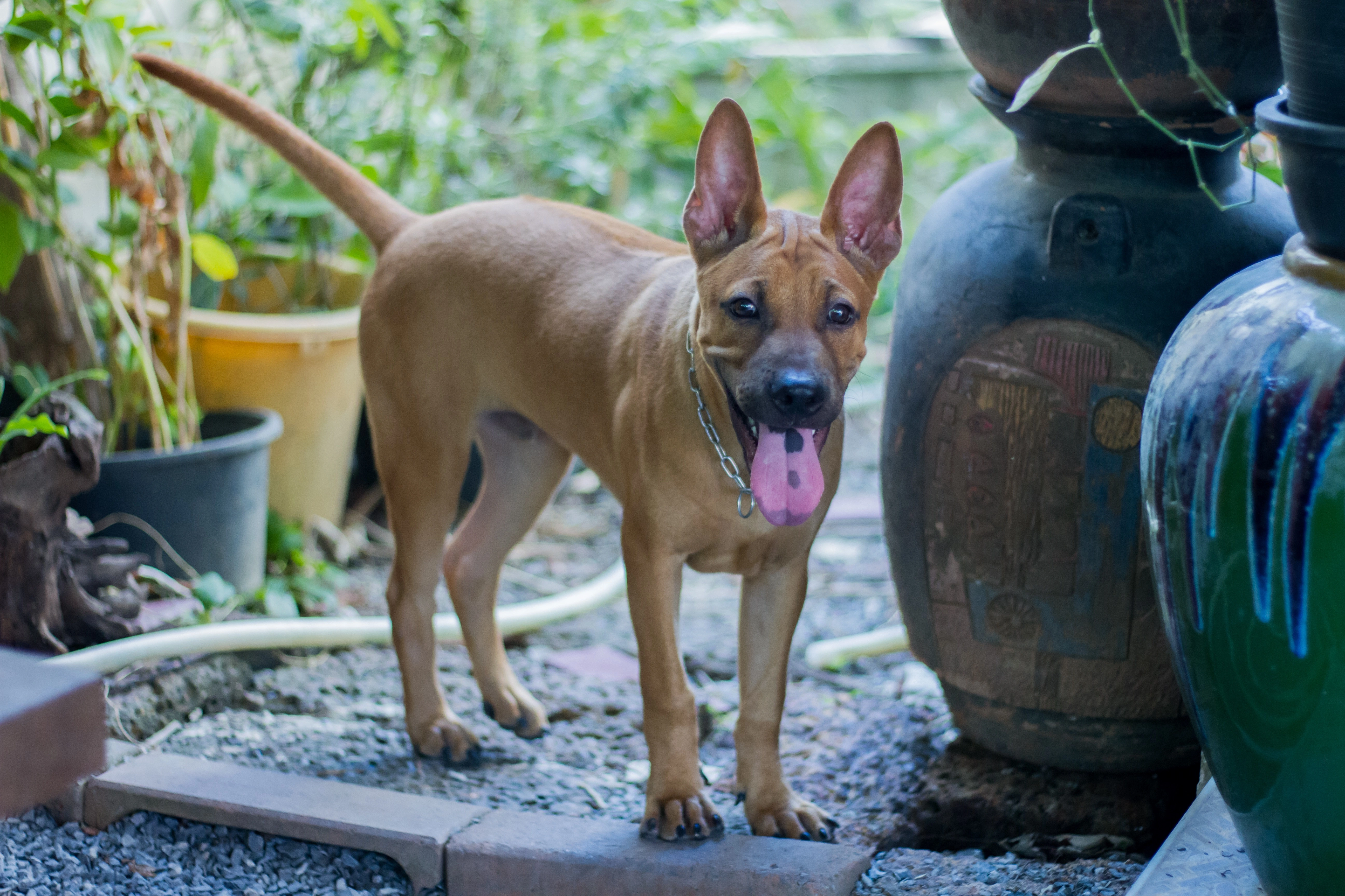 Thai Ridgeback Dog Breed Pictures