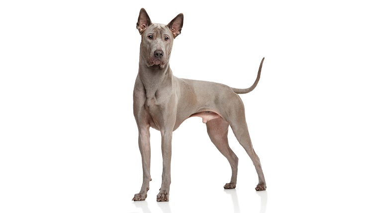 Thai Ridgeback dog stand in front of white background