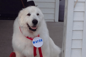 Great Pyrenees names Duke becomes Mayor of a Minnesota town, has ribbon and political button tied around neck